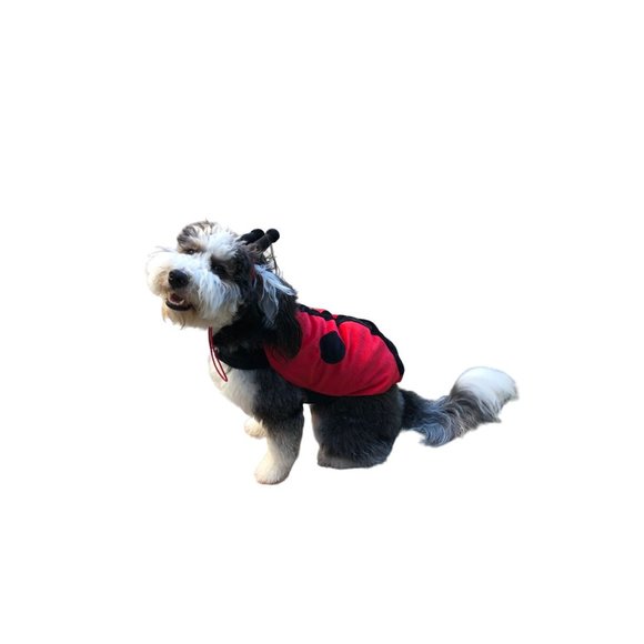 Target Ladybug Dog Costume Size Large 18 inch Halloween 2 Piece Lady Bug - Picture 13 of 16